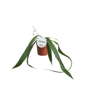 Anthurium Vittarifolium