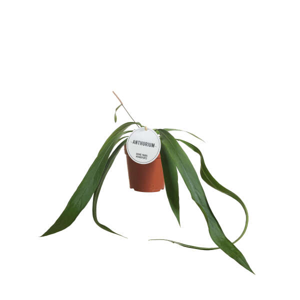 Anthurium Vittarifolium