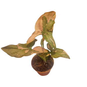 Syngonium Pink Splash Babyplant