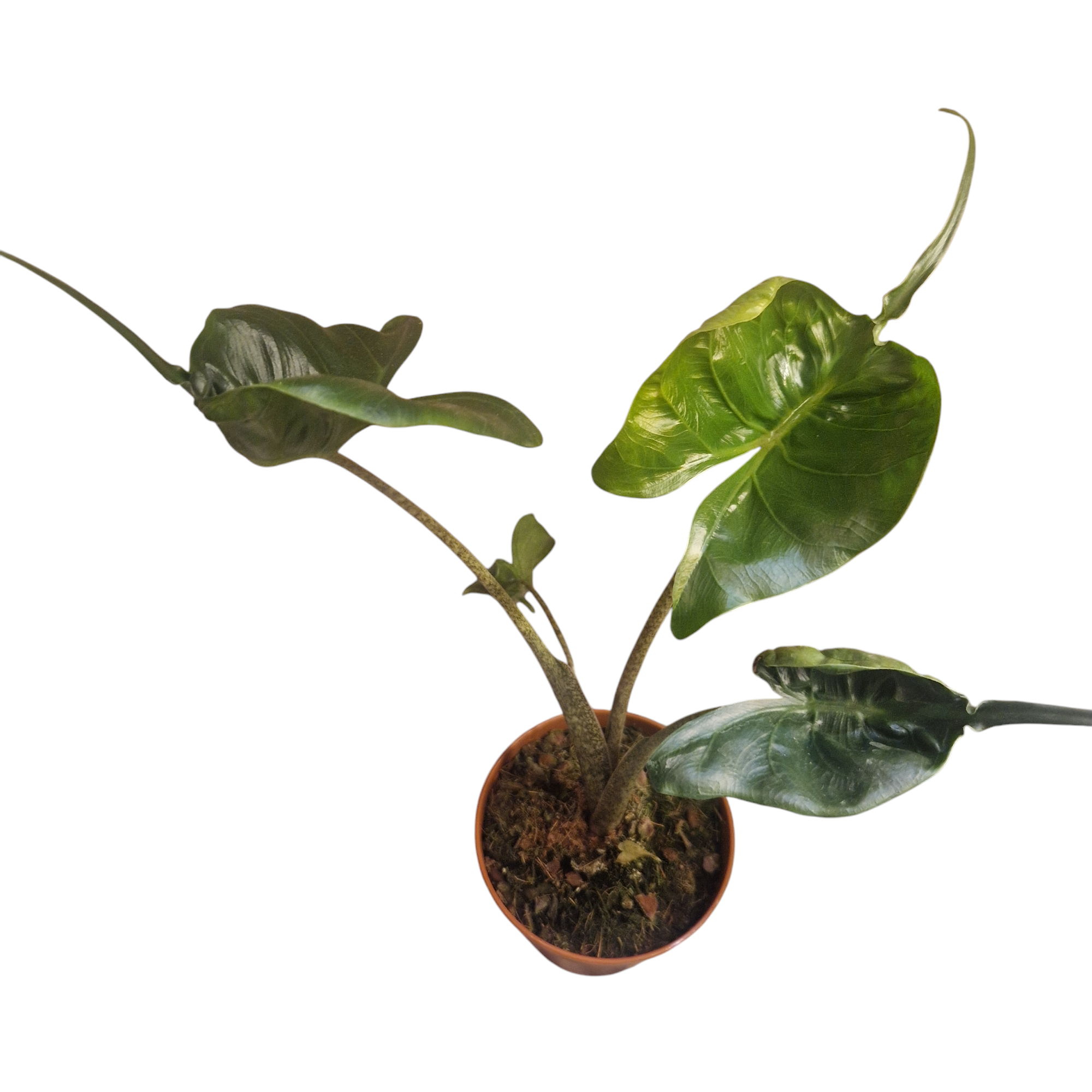 Alocasia Stingray