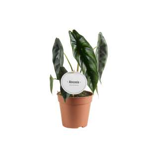 Alocasia Venusta