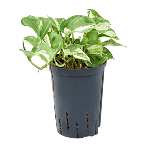Epipremnum 'Happy Leaf' in Hydroculture