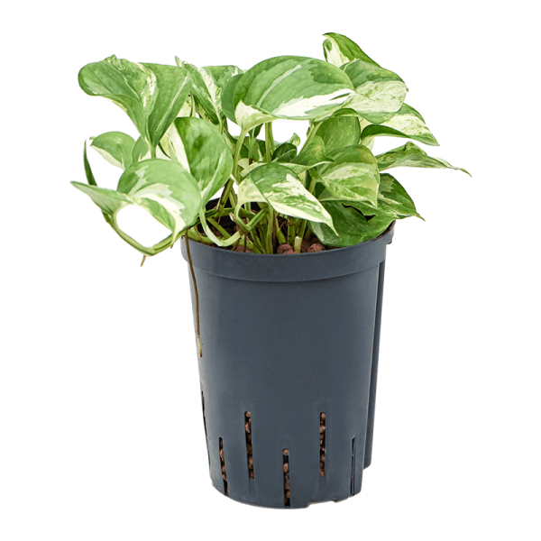 Epipremnum 'Happy Leaf' in Hydroculture