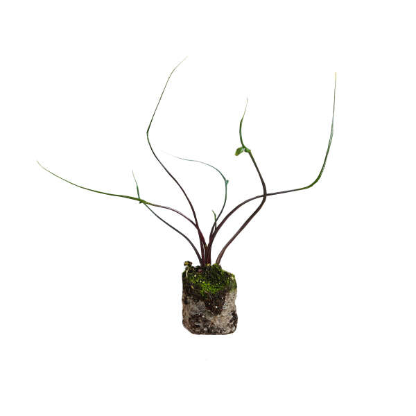 Alocasia Flying Squid - Plug