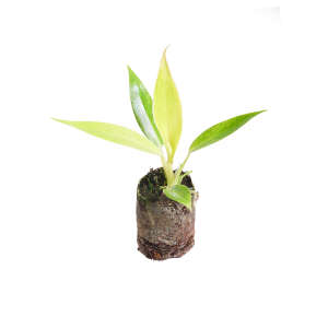 Philodendron Calkins Gold - Plug